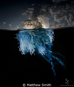 The bluebottle cnidaria is an amazingly beautiful colony ... by Matthew Smith 